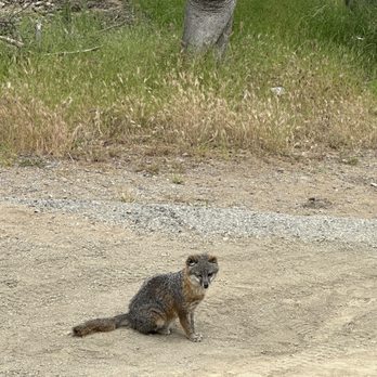 Wrigley Memorial & Botanic Garden - Baby fox - Botanical Gardens Near Me - Avalon, California Wrigley Memorial & Botanic Garden - Baby fox - Botanical Gardens Near Me - Avalon, California