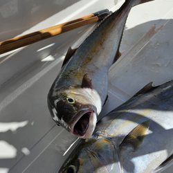 Reel Integrity Charters - Amberjack