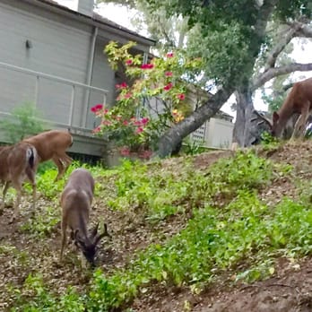 Carmel Valley Ranch - Hotels Near Me - Carmel, California