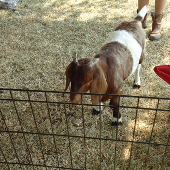 Fannie's Farm Friends - Timmy the goat - Party & Event Planning Near Me Fannie's Farm Friends - Timmy the goat - Party & Event Planning Near Me