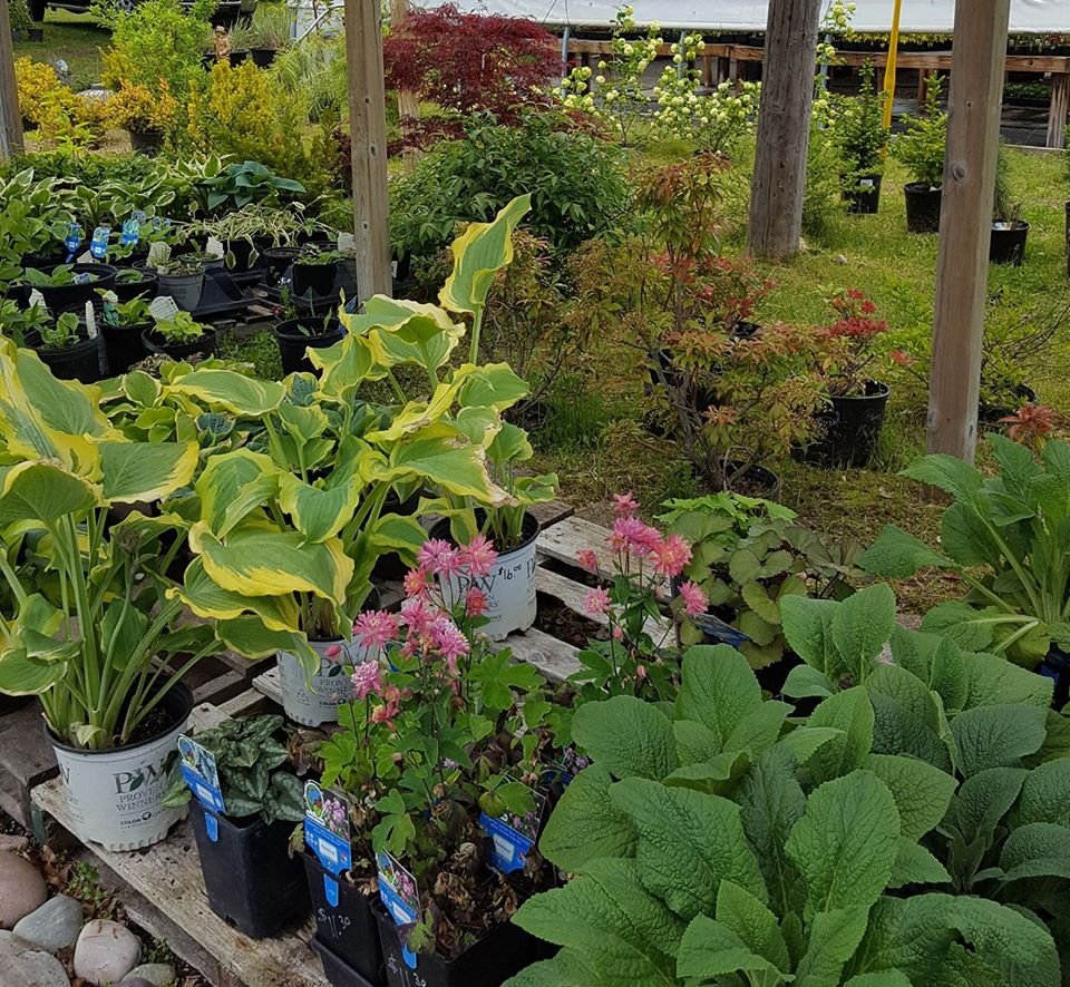 RONEE’S FLOWERS & NURSERY Updated September 2024 16 Photos 2236 S US Highway 23, Greenbush