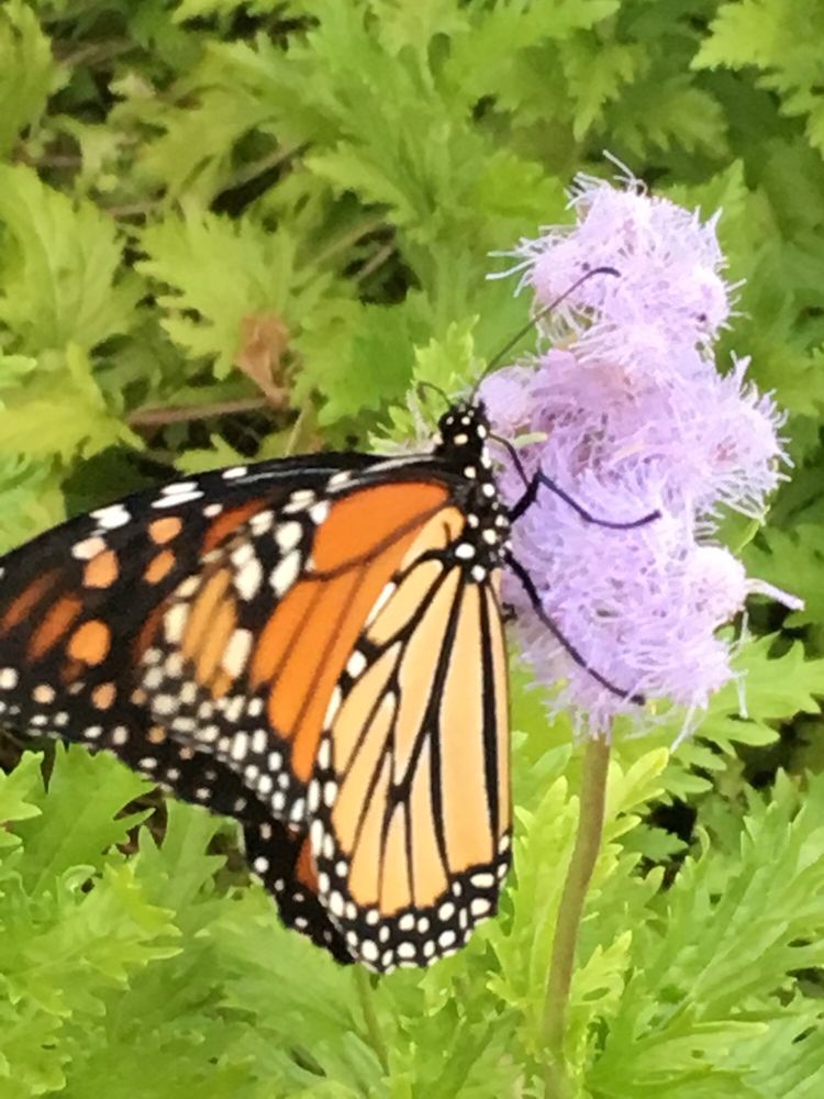 LEGIT LANDSCAPES Updated June 2024 52 Photos 408 N Bowser Rd