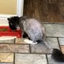 Photo of Holiday Park Animal Hospital