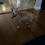 Photo of Paws & Kisses