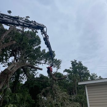 Florida Foliage - Tree Services Near Me - Daytona Beach, Florida Florida Foliage - Tree Services Near Me - Daytona Beach, Florida