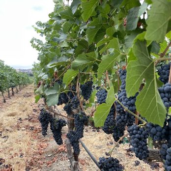 Rubino Estates Winery - Vineyard - Wineries Near Me - Pleasanton, California Rubino Estates Winery - Vineyard - Wineries Near Me - Pleasanton, California