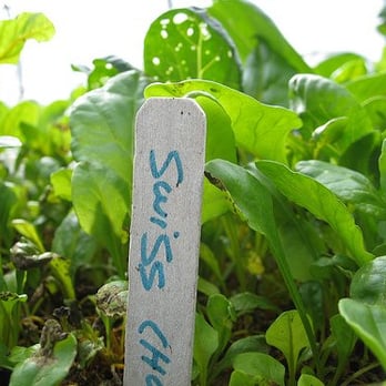 Windflower Farms - baby swiss chard - Farmers Market Near Me