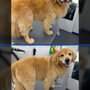 Zoomin Groomin