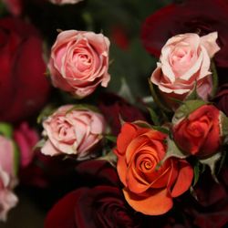 House Of Flowers