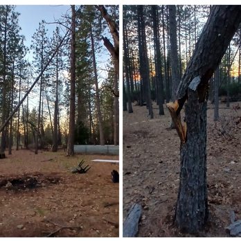 Briston Walker Firescaping - Hazard trees - Firewood Near Me Briston Walker Firescaping - Hazard trees - Firewood Near Me
