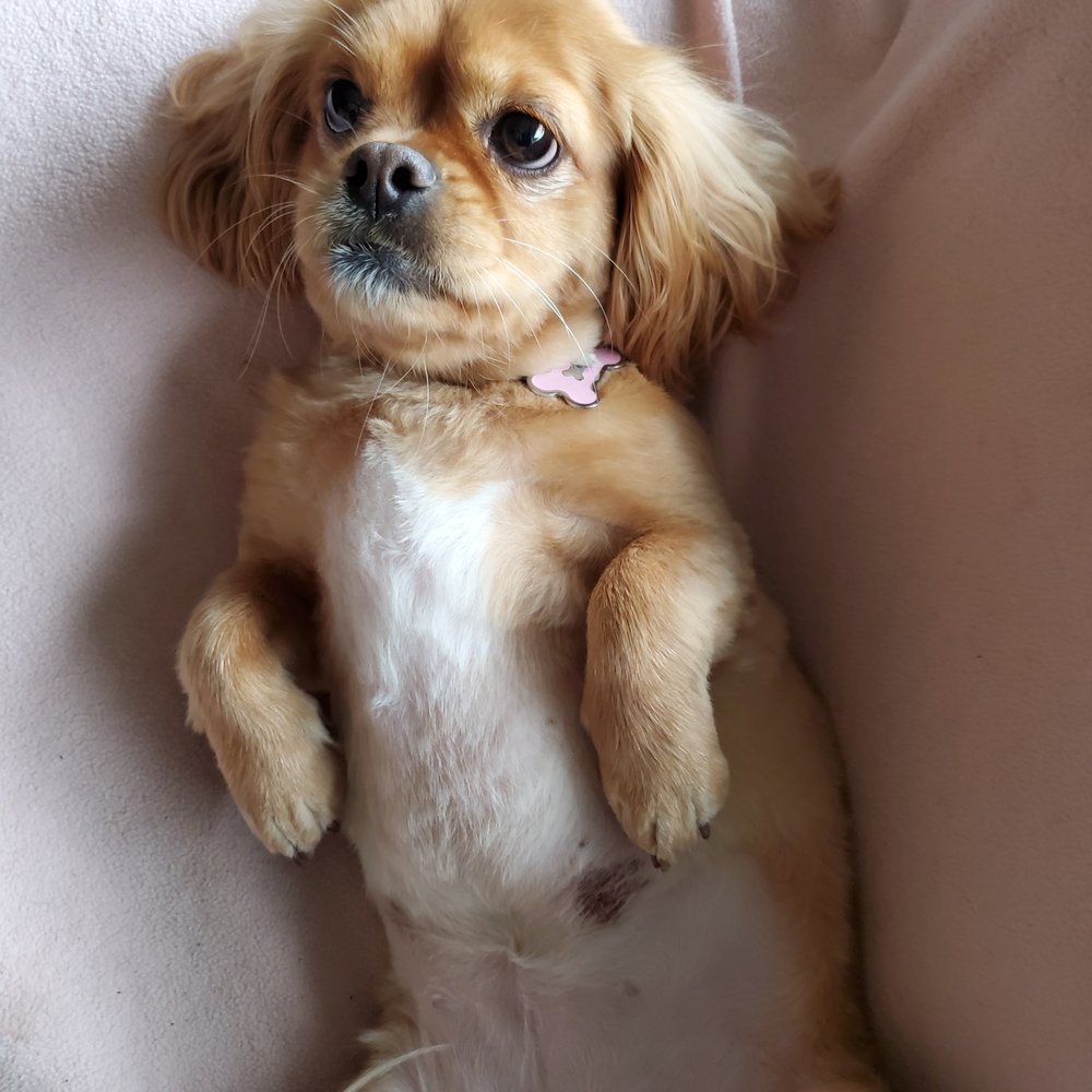 Pawsitively Posh Pet Salon (holiday specials)