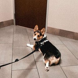 banfield alamo ranch