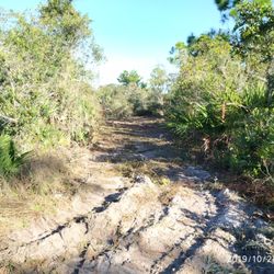 Crosson & Payne Tree & Land Service - Carving out new garden from area clogged with palmettos with their Bobcat and mulcher.