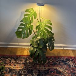ManhattanFlorist.com