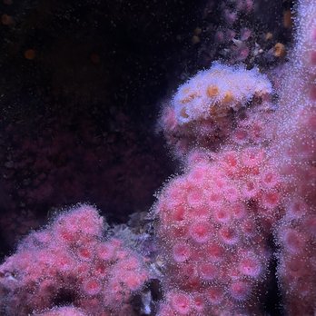Seattle Aquarium - Aquariums Near Me - Seattle, Washington Seattle Aquarium - Aquariums Near Me - Seattle, Washington