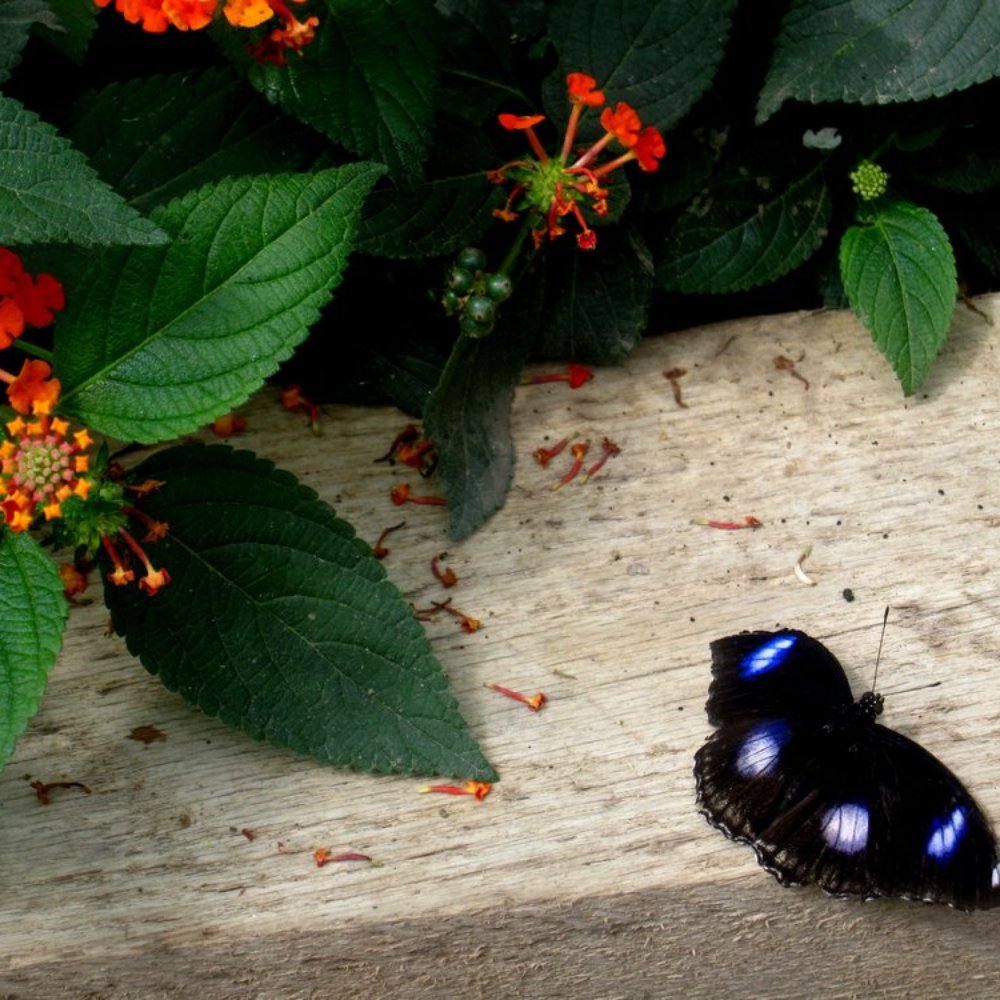 Butterfly World Project - Special Education Near Me - St Albans, HRT