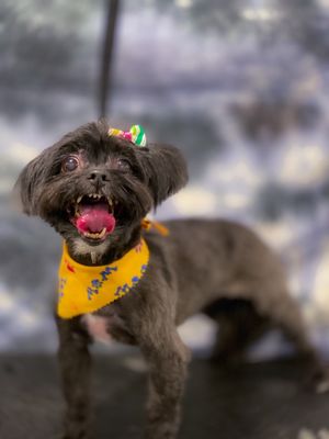 INWOOD ANIMAL CLINIC - Updated April 2025 - 246 Photos & 208 Reviews