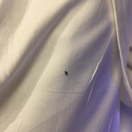 Beware!! Hotel claims this is a "fly" even though they picked it up on a piece of paper and carried it out!