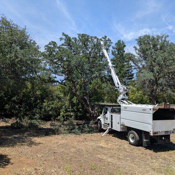 M&B Tree Solution - Tree with dead limbs on neighbors fence. - Tree Services Near Me - Shingletown, California