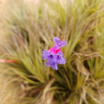 Rainforest Flora - Nurseries & Gardening Near Me - Torrance, California Rainforest Flora - Nurseries & Gardening Near Me - Torrance, California