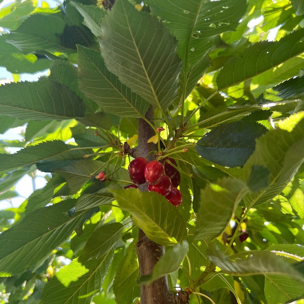 Cherry Time - Pick Your Own Farms Near Me - Brentwood, California Cherry Time - Pick Your Own Farms Near Me - Brentwood, California