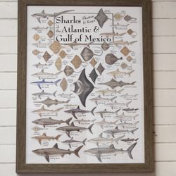 Ocean City Life-Saving Station Museum - Shark and stingray poster