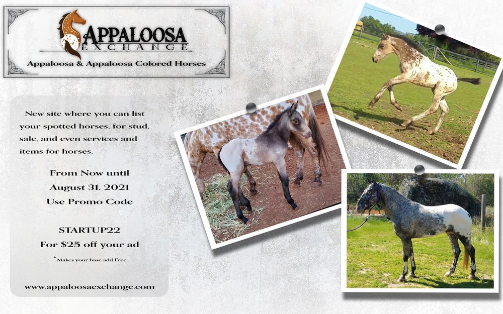 Appaloosa Exchange - equestrian in Sacramento, CA
