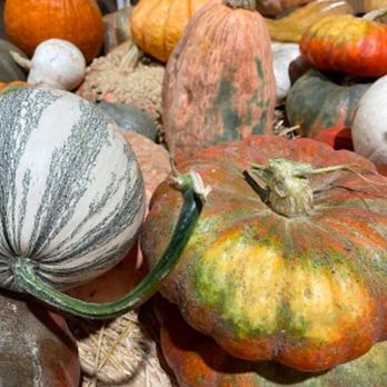 Live Oak Canyon Pumpkin Patch and Christmas Tree Farm - Christmas Trees Near Me - Redlands, California Live Oak Canyon Pumpkin Patch and Christmas Tree Farm - Christmas Trees Near Me - Redlands, California