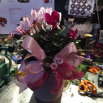 Coquille Floral - Cyclamen three big plants came together. - Florists Near Me - Coquille, Oregon Coquille Floral - Cyclamen three big plants came together. - Florists Near Me - Coquille, Oregon