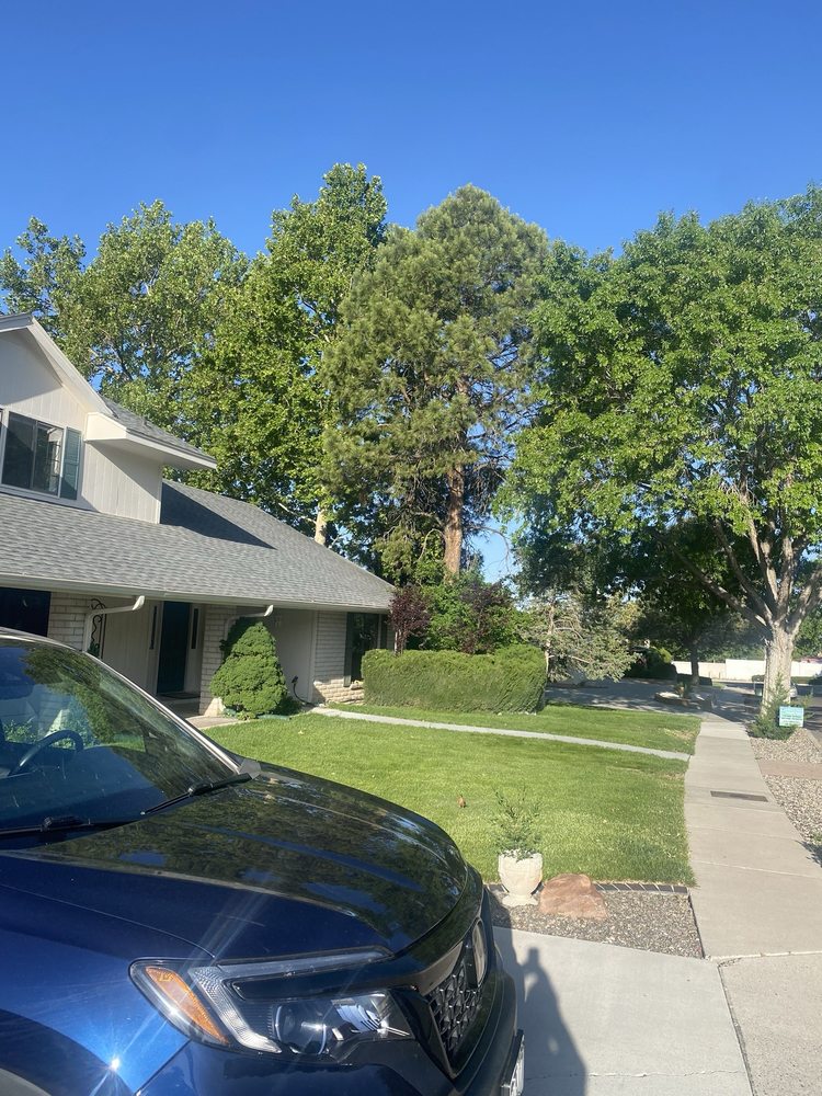 Duprees Trees - tree service in Tijeras, NM