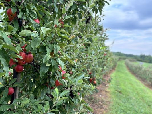 Catoctin Mountain Orchard by null