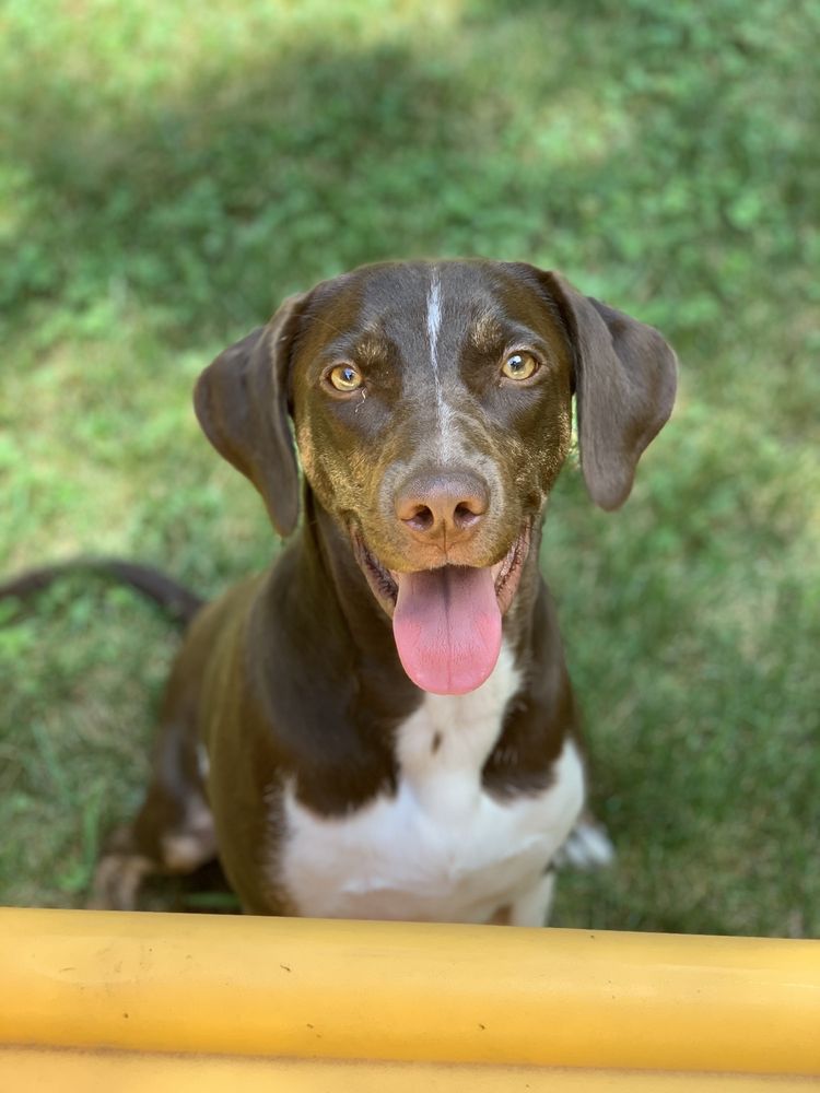 ABOUT PETS CENTER 77 Photos 1604 Conehurst Blvd, Salem, VA Yelp