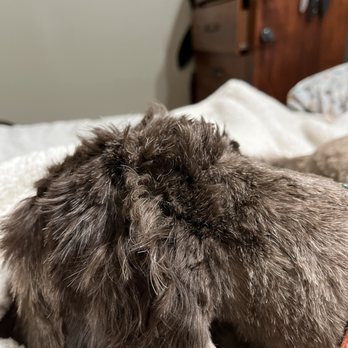 Dogs Galore Grooming - Pet Groomers Near Me - Hyde Park, Vermont