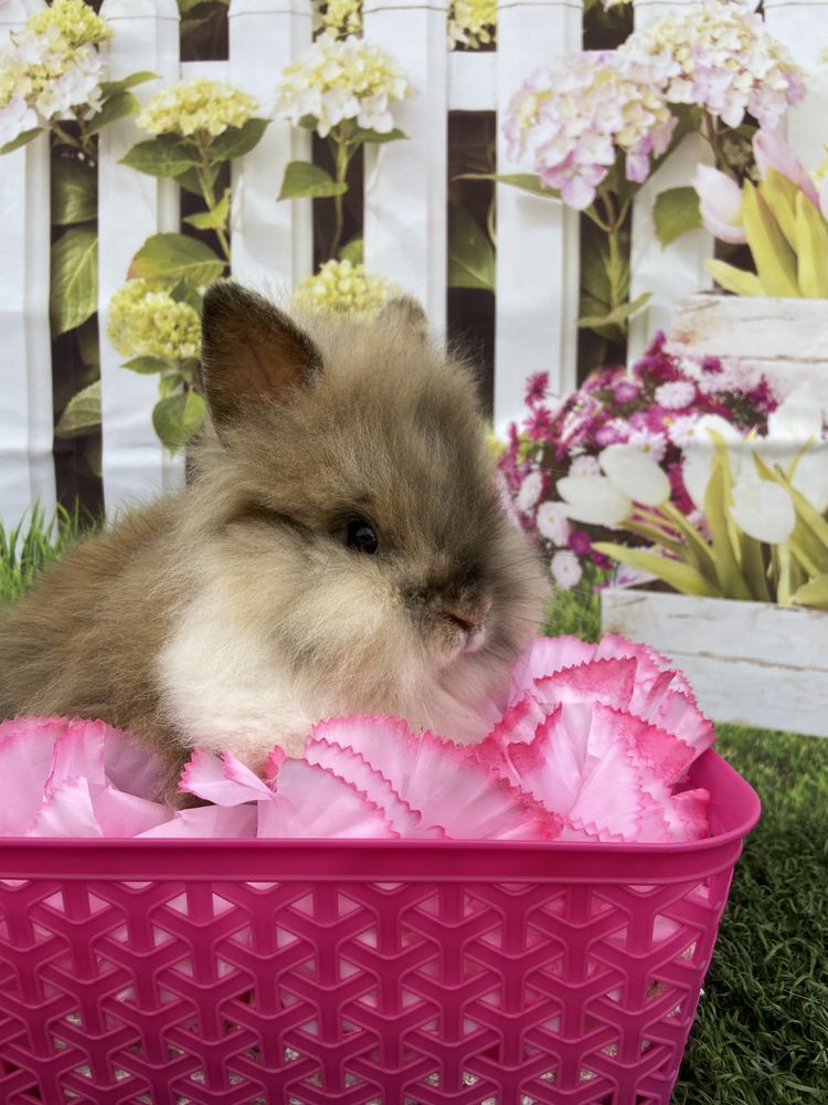 BUNNY RABBIT FARM Updated June 2024 Riverside, California Pet