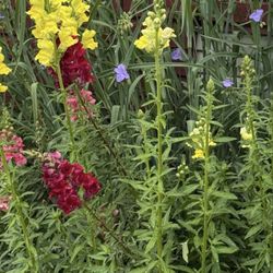 The Catbird Seat Garden Center - Snapdragons and wild Alabama purple flowers.