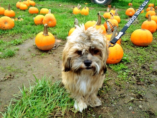 Oregon Heritage Farms by null