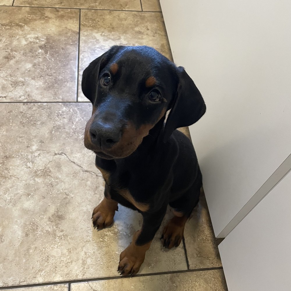 Riverside Animal Hospital - Pre-Crop - Veterinarians Near Me - Riverside, California