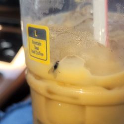 Dead fly in my ice coffee