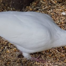 Birgits Tiergarten