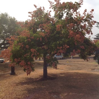 Savannah Memorial Park - Photo taken 10/23/2013 - A tree. - Funeral Services & Cemeteries Near Me - Rosemead, California Savannah Memorial Park - Photo taken 10/23/2013 - A tree. - Funeral Services & Cemeteries Near Me - Rosemead, California