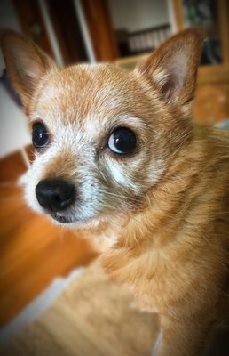 roaring brook doggy daycare