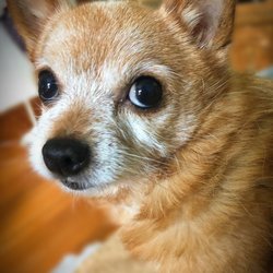 burlington pet hospital