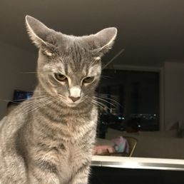 My cat looks great thank you boujee