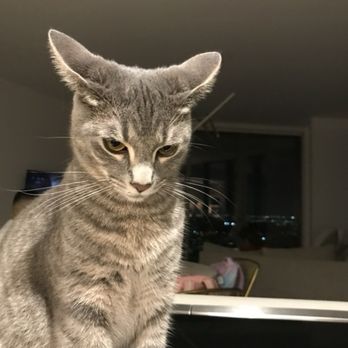 Boujee Mobile Pet Grooming - My cat looks great thank you boujee - Pet Transportation Near Me - Hialeah, Florida