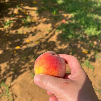 Battleview Orchards - Pick Your Own Farms Near Me - Freehold, New Jersey