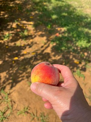 Battleview Orchards by null