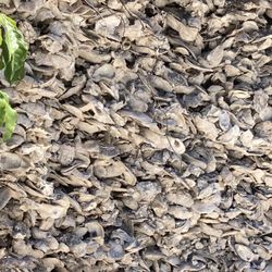 Smallwood Store Boat Tour - Shell wall