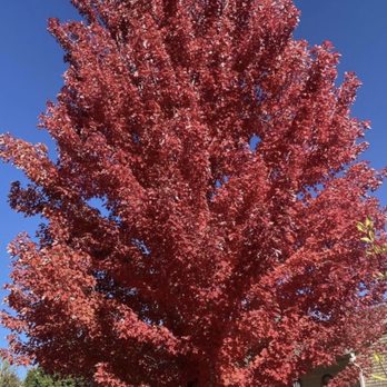 Hoffman’s Happy Tree Care - Tree Services Near Me Hoffman’s Happy Tree Care - Tree Services Near Me