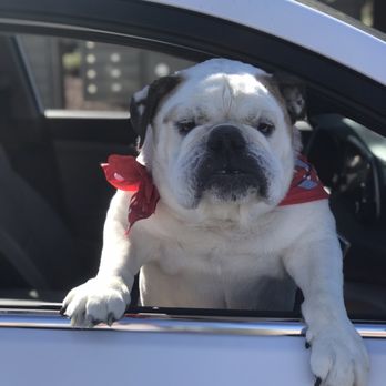 Avis - Our running Mate Zoey - Car Rental Near Me - San José del Cabo, BCS