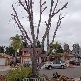 Dels Tree Experts - After - Tree Services Near Me - Anaheim, California Dels Tree Experts - After - Tree Services Near Me - Anaheim, California